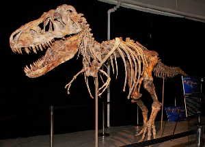 The government of Mongolia says that this Tyrannosaurus bataar is its property and should be returned.
