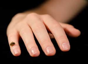 A replica of a partial Denisovan finger bone, placed on its corresponding position on a person's hand, emphasizes the small size of this ancient find. Scientists have retrieved a comprehensive set of genetic instructions from the actual Denisovan finger fossil.