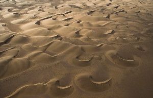 Barchan dunes like the ones shown in Skeleton Coast, Namibia, should grow out of control. Either calving or collisions could limit dune size, two new studies show.