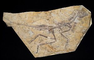 This new fossil, found in a Middle/Late Jurassic formation in China and named Aurornis xui, may be the earliest bird yet discovered; others argue it is a birdlike dinosaur.