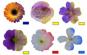 On the right-hand halves of flowers, a dusting of electrically charged particles (color in adjacent rectangle) reveals natural patterns. Bees can sense at least simple patterns in floral electrical charges, new research says.