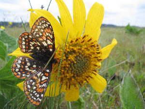 Prisoners are helping in efforts to conserve the Taylor's checkerspot butterfly.