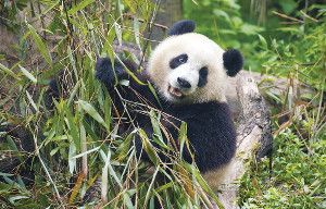 Giant pandas in China’s Qinling Mountains may find fewer bamboo shoots to eat by the end of this century thanks to climate change.
