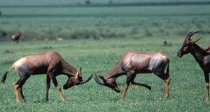 Female topi antelopes fight over prime males. Scientists are taking a closer look at female aggression in many species, including humans.