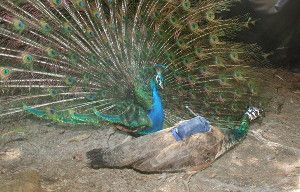 A peahen (foreground) wears eye-tracking gear customized for birds. The helmet-mounted cameras and a data-transmitting backpack give the first glimpse of how much attention a female bird gives to the male's magnificence.