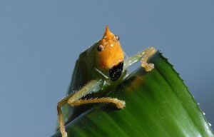 A rainforest katydid from South America has independently evolved its own version of the three-step hearing process previously thought to be unique among vertebrates.