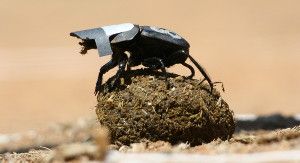 Researchers fitted dung beetles with tiny blinders for experiments showing that the feces-eating insects can use the Milky Way to navigate.