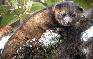 The olinguito, shown here, is the first newly discovered carnivore in the Western Hemisphere in 35 years.