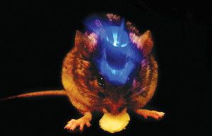 By stimulating neurons with a laser, scientists forced mice to eat, even when the animals were full.
