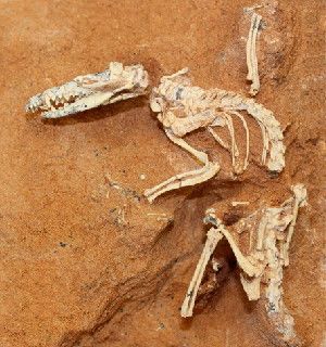 Ukhaatherium nessovi (fossil shown) was one of 40 extinct mammal species that scientists used to construct a new mammal family tree. The tree indicates that modern placental mammals emerged after the dinosaurs went extinct 65 million years ago.