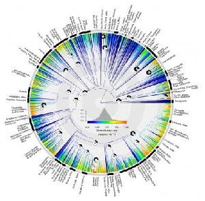 Bird family tree