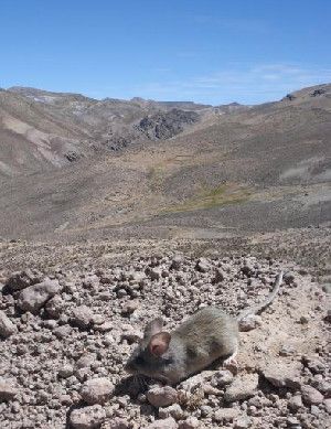 Andean mouse