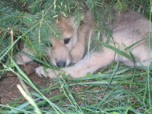 Differences in timing of sesory development during the critical period of socialization in wolf and dog pups may help to explain why wolves are difficult to tame while dogs are not.