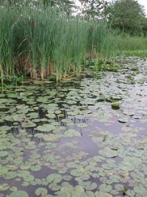 This image shows a created marsh in Cook County, IL.