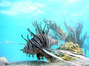 Lionfish have become an invasive species of enormous concern off the Atlantic Coast and in the Caribbean Sea.