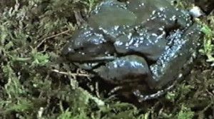 A wood frog, Rana sylvatica (shown), survives freezing winter temperatures with a kind of biological antifreeze that prevent ice from forming in its blood. In this time-lapse video, a frog frozen for 24 hours takes 10 hours of thawing to spring back to life.