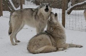 When a member of the wolf pack leaves the group, the howling by those left behind isn't a reflection of stress but of the quality of their relationships. So say researchers based on a study of nine wolves from two packs living at Austria's Wolf Science Center that appears in Current Biology, a Cell Press publication, on Aug. 22.