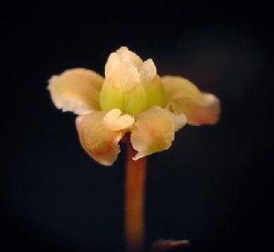 The newly sequenced genome of the <i>Amborella</i> plant will be published in the journal <i>Science</i> on 20 December 2013. The genome sequence sheds new light on a major event in the history of life on Earth: the origin of flowering plants, including all major food crop species.