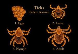 This shows the different stages of a tick lifecycle. Image credit: Centers for Disease Control Prevention Public Health Image Library (PHIL).