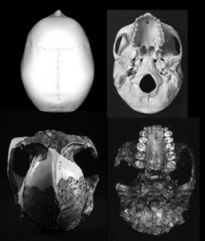 This image shows upper and lower views of cranium OH5 (Paranthropus boisei). Right: Same views of Homo sapiens cranium.