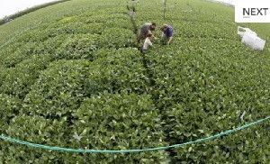 Free Air Concentration Enrichment (FACE) systems, like this one at the University of Illinois, allow researchers to simulate future atmospheric conditions to determine their effects on plants.