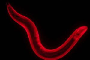 This is an adult <i>Caenorhabditis elegans</i> nematode (roundworm) stained to reveal all muscles.