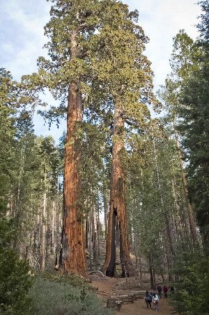 Sequoias at Yosemite National Park in California. Scientists are increasing the efforts to save the trees, some of them 2,000 to 3,000 years old.