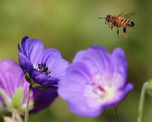 bees flitting between flowers