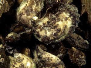 True oysters, not to be confused with pearl oysters, are found throughout the world’s oceans, usually in shallow waters and in large colonies called beds or reefs.