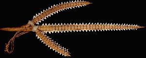 Shark Teeth Weapon