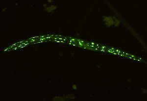 TELL-TALE SIGN OF AGING Tiny worms that spent time in space (like the one shown here) have fewer clumps of aging-related proteins (green) than worms that stayed on the ground. That could mean that worms live longer in microgravity. Richard Morimoto/Northwestern Univ.