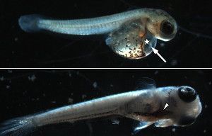 Killifish embryos exposed in the lab to sediment retrieved from oil-tainted coastal regions developed with some major deformities (top panel), including a malformed, elongated heart (arrow) and edema (star). Exposure to untainted sediments resulted in normal development of the heart cavity (bottom).