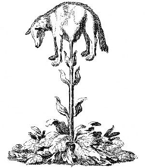 The Vegetable Lamb of Tartary by its very vertical nature requires significant scrolling to fully observe. The lamb, and the photo editors of WIRED, apologize profusely for this inconvenience. Image: Wikimedia