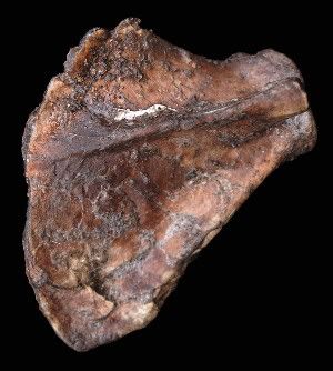 The right shoulder blade from a 3.3-million-year-old fossil child provides evidence that members of an ancient hominid species regularly scaled trees as well as walked across the landscape.