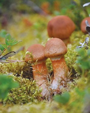 The fungus Cortinarius armillatus pulls carbon-rich sugars from tree roots in exchange for water and nutrients. Fungi store substantial amounts of carbon belowground in boreal forests, new research shows.
