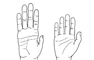 A human hand (right) has shorter fingers, a shorter palm and a longer, stronger thumb than a chimpanzee hand (left). These hand proportions, which allow humans to make a fist, may have evolved in response to fistfighting, a new study suggests.
