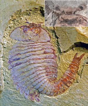 The ancient arthropod Fuxianhuia protensa (nearly intact specimen shown) lived in the Cambrian period about 520 million years ago. The preserved brain tissue in one F. protensa fossil (inset) suggests arthropods evolved complex nervous systems early in their history.