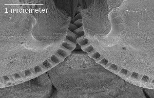 Natural cog teeth mesh on the upper curves of the rear legs of young Issus planthoppers, the first intermeshing functional gears discovered in nature.