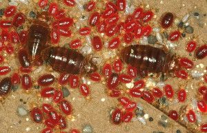 Bedbugs (adults, nymphs and eggs shown) have developed multiple layers of resistance to pesticides, making it hard to control their populations.