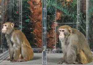 In a new study, rhesus monkeys on a calorie-restricted diet (such as the 27-year-old male at left) did not live longer than those consuming a more normal diet (like the male of the same age at right).