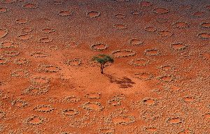 Natural rings of perennial grasses manage to survive in parched terrain of NamibRand, Namibia, thanks to a termite that creates areas of moisture within the sand.