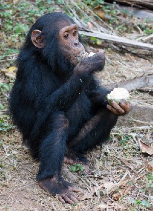 The ability to metabolize ethanol might have arisen in the common ancestor of chimpanzees (shown), gorillas and humans as this ancestral ape became more terrestrial and started to eat fermenting fruits on the ground, a chemist proposes.