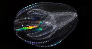 DEEP ROOTS &nbsp;The comb jelly Mnemiopsis leidyi rests at the base of the tree of animal life, according to analyses of its genome.