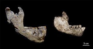 ONE OR TWO These ancient lower jaws excavated in West Asia come from two different Homo species, a contested study concludes. The assessment conflicts with the proposal by the fossils' discoverers that they represent a single species.