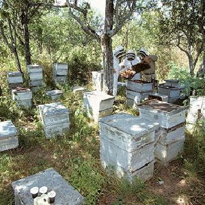 Hive Minded: Studies of pesticides' effects on bees are becoming more sophisticated, examining not just single bees but entire hives, like these.