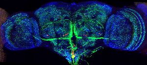 Brain circuits in a fruit fly light up