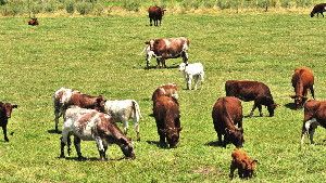 Researchers say there's plenty the beef industry can do to use less land and water and emit fewer greenhouse gas emissions. But producers may need to charge a premium to make those changes.