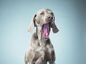 Scientists say dogs yawn in response to their owners' yawns—monkey see, monkey do.