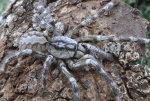 Image Credit: British Tarantula Society/ Ranil Nanayakkara