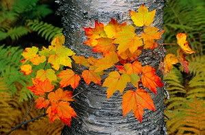 Sugar maples (such as this one in Baxter State Park, Maine) offer some of the most brilliant fall foliage.